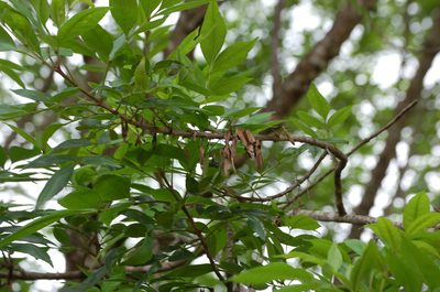 Fraxinus purpusii, photographed by Neptalí Ramírez Marcial