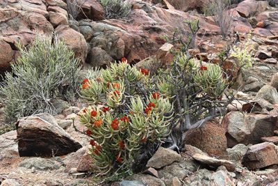 Crassula macowaniana, photographed by Tony Rebelo