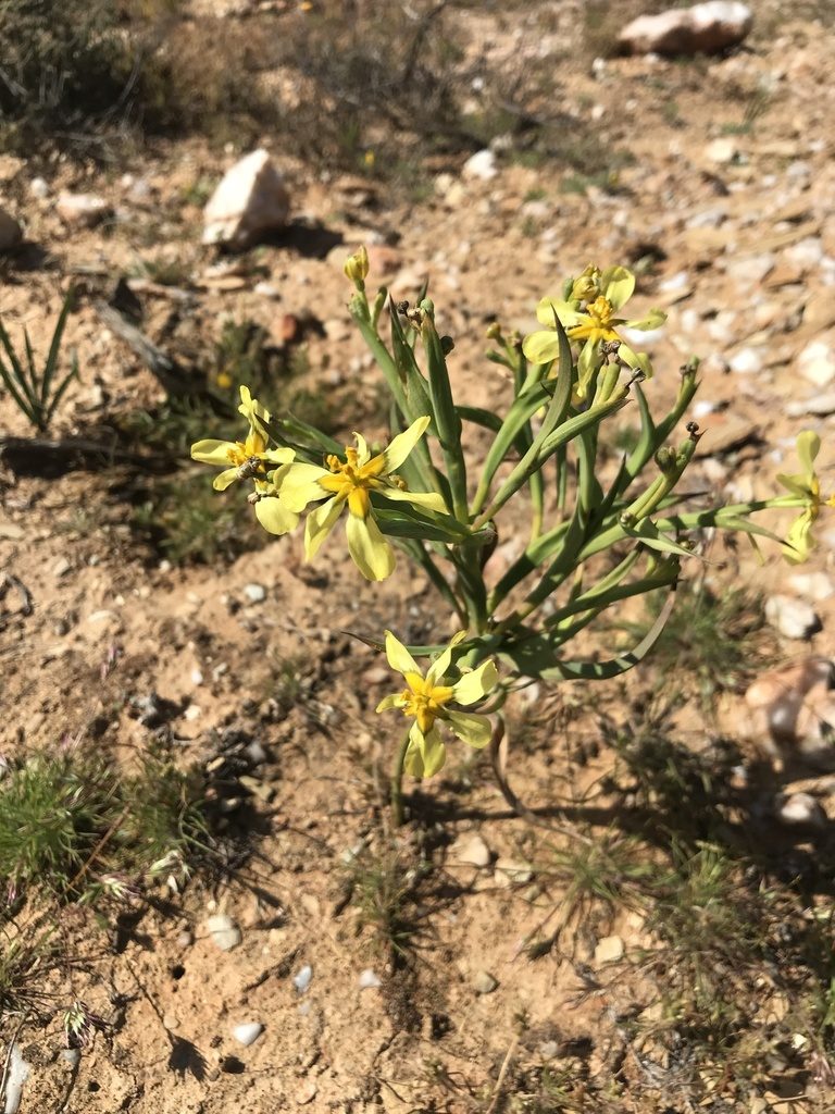 Moraea knersvlaktensis, photographed by Sam McCarren