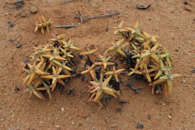 Crassula grisea, photographed by Tony Rebelo