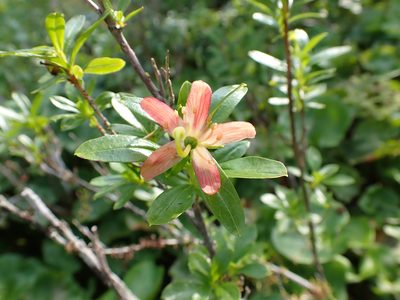 Elliottia pyroliflora, photographed by Matt Muir