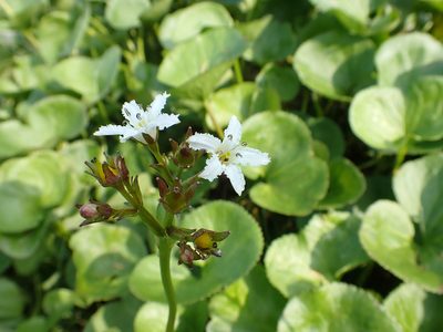 Nephrophyllidium crista-galli, photographed by Matt Muir