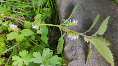 Elsholtzia ciliata, photographed by Татьяна Фирсова