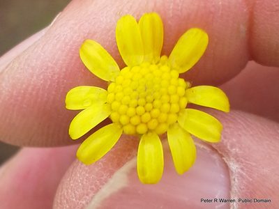 Euryops laxus, photographed by Peter Warren