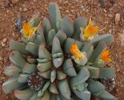 Cheiridopsis robusta, photographed by Tony Rebelo