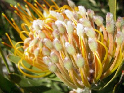 Leucospermum erubescens, photographed by Di Turner