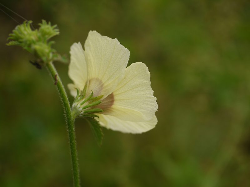 Sabdariffa furcata, photographed by Dinesh Valke