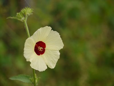 Sabdariffa furcata, photographed by Dinesh Valke