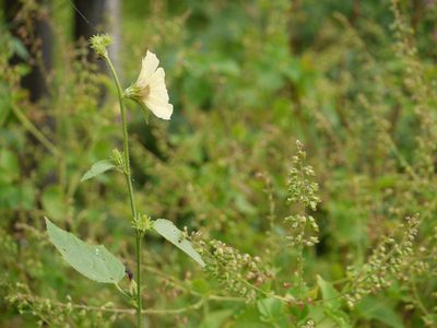 Sabdariffa furcata, photographed by Dinesh Valke