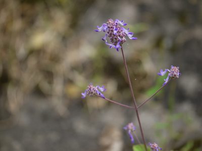 Coleus strobilifer, photographed by Dinesh Valke