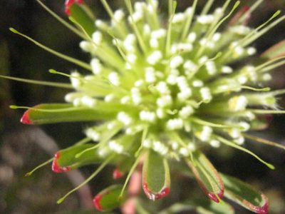 Leucospermum saxatile, photographed by Di Turner
