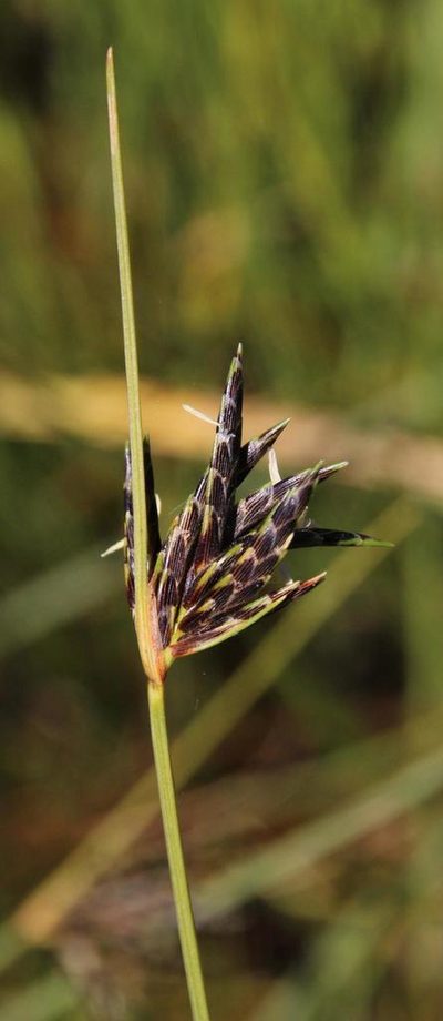 Ficinia polystachya, photographed by Tony Rebelo