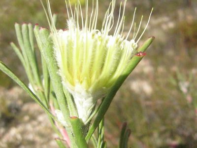 Leucospermum saxatile, photographed by Di Turner