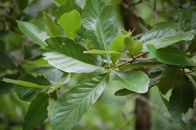 Quercus purulhana, photographed by Neptalí Ramírez Marcial