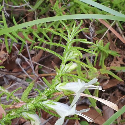 Chloanthes stoechadis, photographed by ronavery