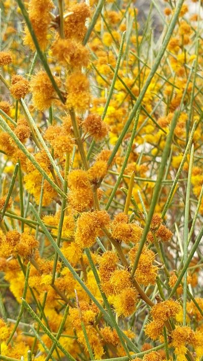 Acacia rigens, photographed by Rosalie Lawrence