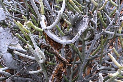 Euphorbia gummifera, photographed by Tony Rebelo