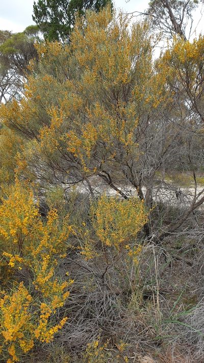 Acacia rigens, photographed by Rosalie Lawrence