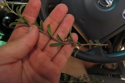 Psoralea rubicunda, photographed by Brian du Preez
