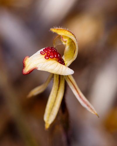 Caladenia pachychila, photographed by Cal Wood
