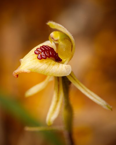 Caladenia pachychila, photographed by Cal Wood