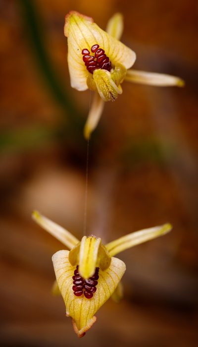 Caladenia pachychila, photographed by Cal Wood