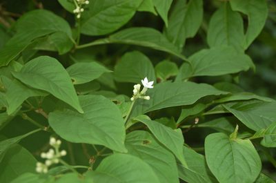 Eumachia microdon, photographed by Neptalí Ramírez Marcial