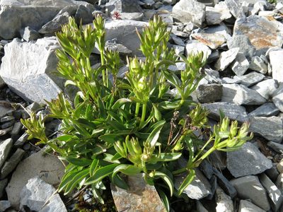 Gentianella serotina, photographed by John Barkla