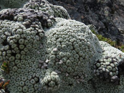 Raoulia buchananii, photographed by John Barkla