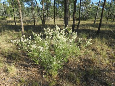 Olearia subspicata, photographed by Michael Fox