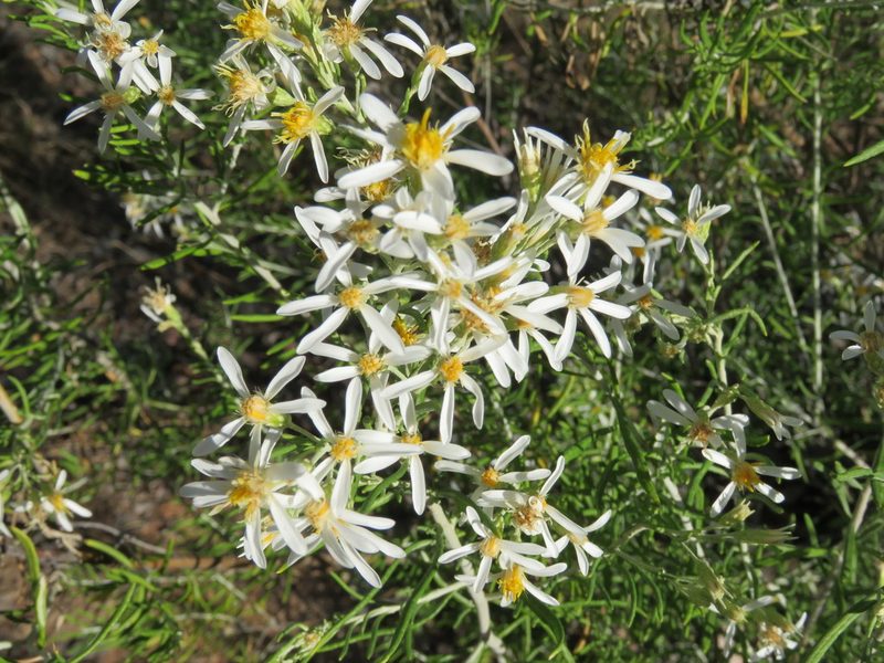 Olearia subspicata, photographed by Michael Fox