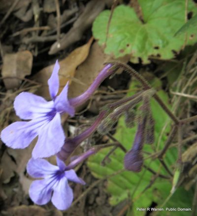 Streptocarpus haygarthii, photographed by Peter Warren