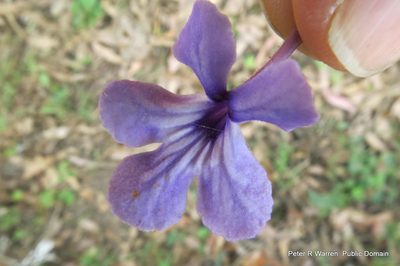 Streptocarpus haygarthii, photographed by Peter Warren