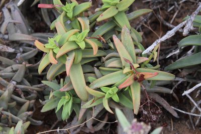 Crassula fusca, photographed by Tony Rebelo