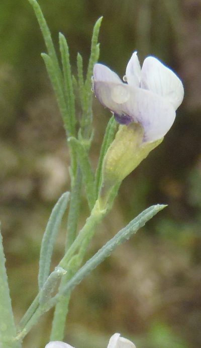 Psoralea forbesiae, photographed by Nicola van Berkel