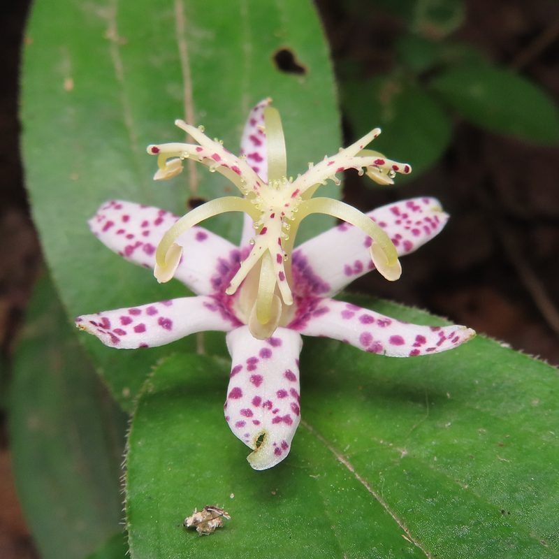 Tricyrtis affinis, photographed by Timur Kalininsky