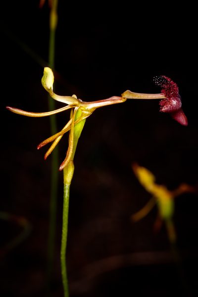 Drakaea concolor, photographed by Cal Wood