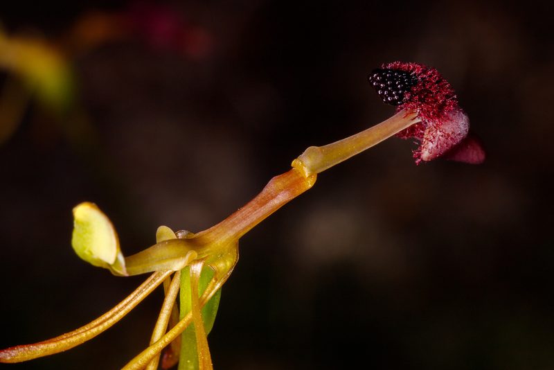 Drakaea concolor, photographed by Cal Wood
