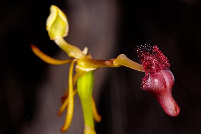 Drakaea concolor, photographed by Cal Wood