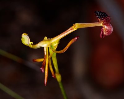 Drakaea concolor, photographed by Cal Wood