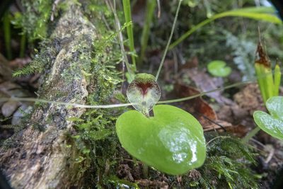 Corybas hatchii, photographed by Sebastian Doak