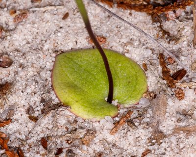 Drakaea concolor, photographed by Cal Wood