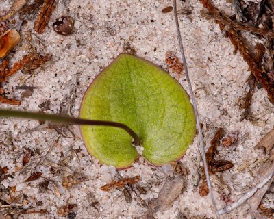 Drakaea concolor, photographed by Cal Wood