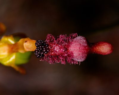 Drakaea concolor, photographed by Cal Wood