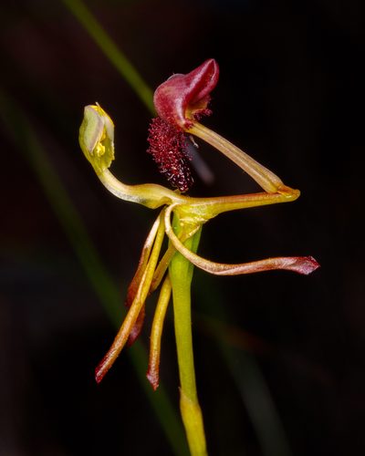 Drakaea concolor, photographed by Cal Wood