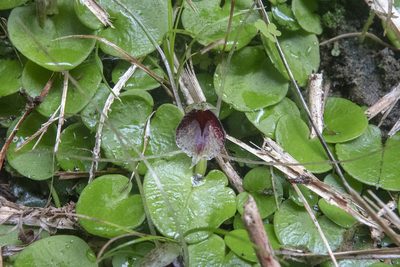 Corybas hatchii, photographed by Sebastian Doak