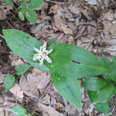 Tricyrtis affinis, photographed by Timur Kalininsky