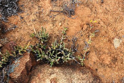 Cephalophyllum ebracteatum, photographed by Tony Rebelo