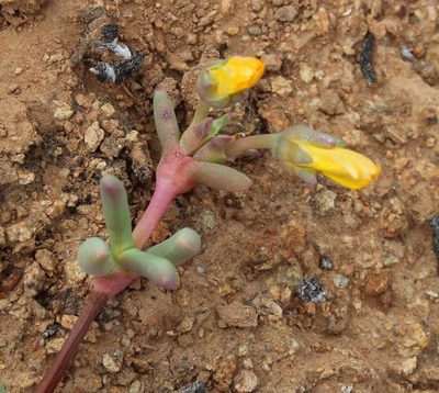 Cephalophyllum ebracteatum, photographed by Tony Rebelo