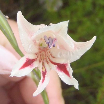 Gladiolus nigromontanus, photographed by Nicola van Berkel